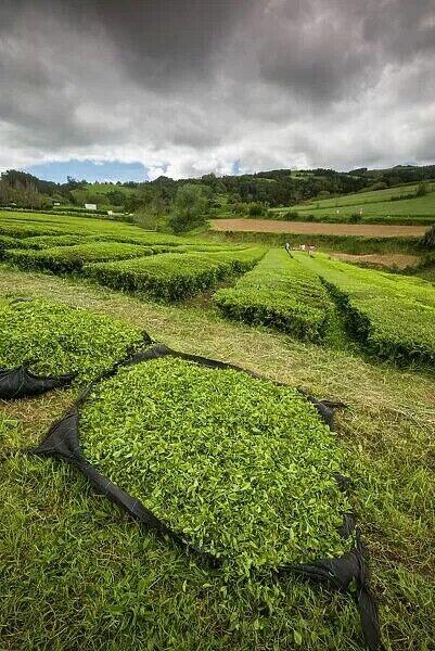 100% Organic Green Tea, Azores Gorreana Hysson Authentic Refreshing - Box of 20