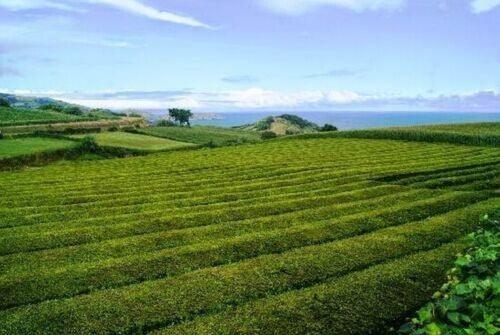 100g Premium Organic Gorreana Bold Black Tea - Broken Leaf - Traditional Azores