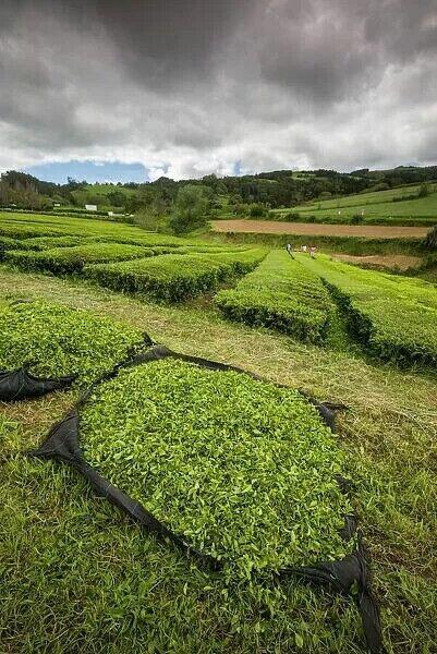 100g Premium Organic Green Tea, Azores Gorreana Hysson Loose Leaf - Authentic